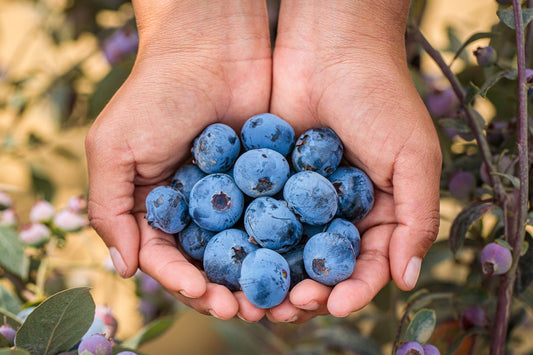 Blueberries for senior holistic wellness in two hands
